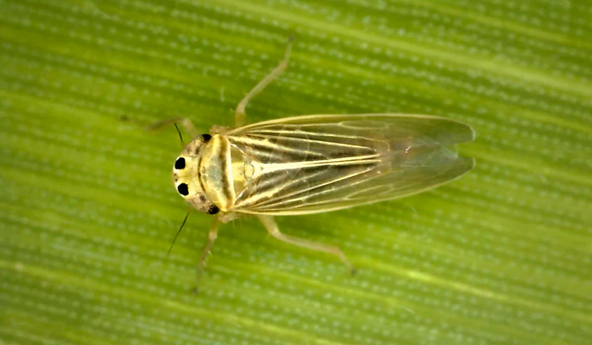 Cigarrinha do milho (Dalbulus maidis)