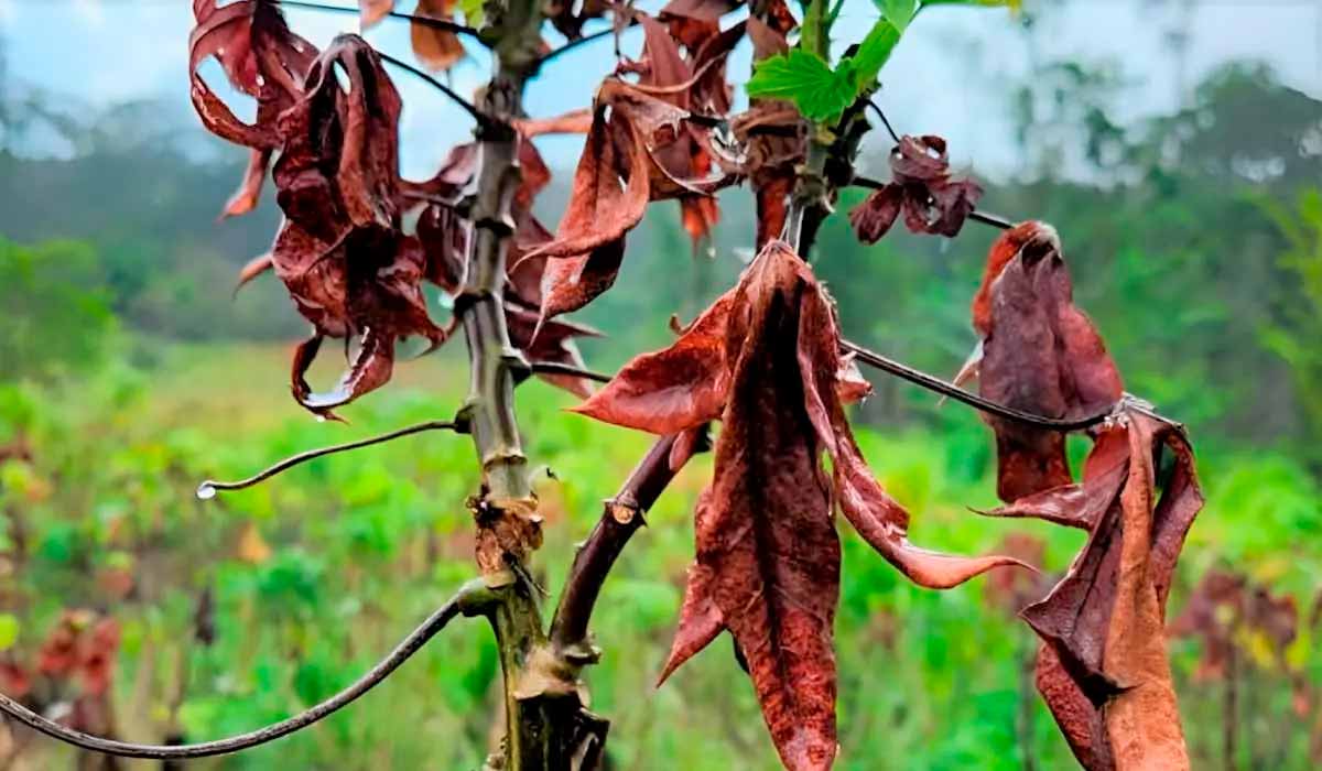 A doença foi encontrada em plantações de mandioca nas terras indígenas na fronteira com a Guiana Francesa Foto: Adilson Lopes Lima - Embrapa