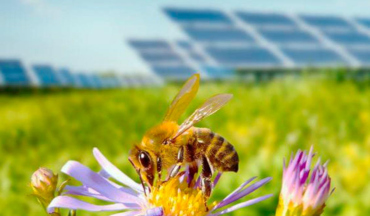 Projetos que combinam painéis solares com a agricultura podem trazer benefícios para o meio ambiente e a produção agrícola