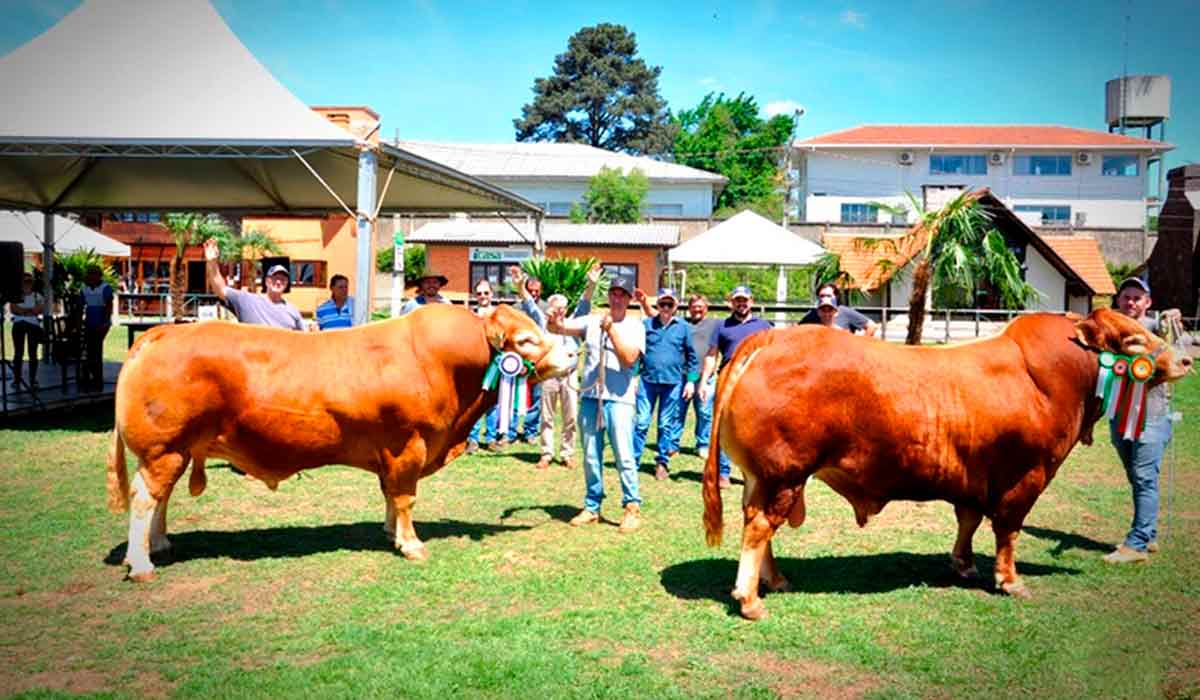 Bovinos na pista de julgamentos da Expolages