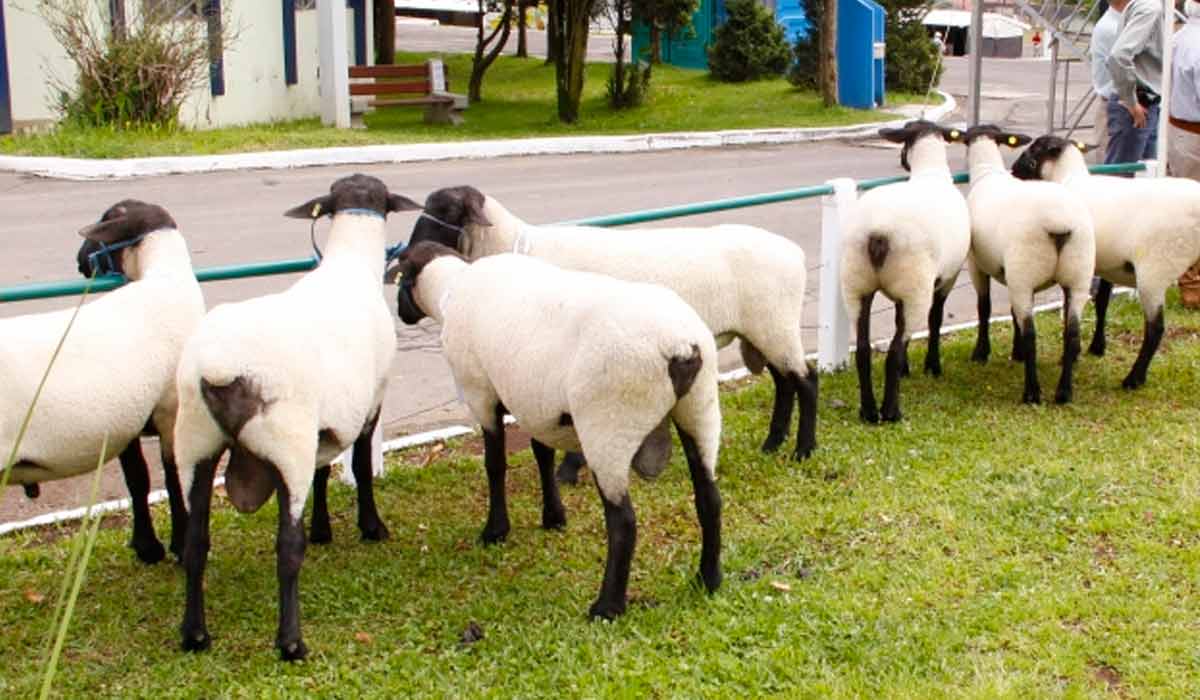 Ovinos esperando para entrar na pista de julgamentos