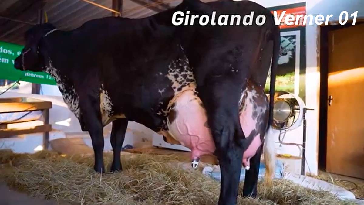 A vaca girolando Verner 01 atingiu a impressionante marca de 100,82 kg de leite em duas ordenhas