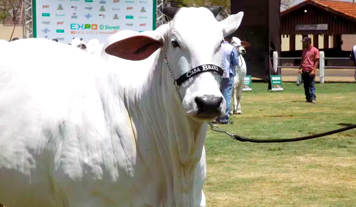 A vaca nelore Carina FIV do Kado, pertencente à Casa Branca Agropastoril, de Silvianópolis (MG), venceu competição na 61ª Expo Rio Preto - Foto: Arnaldo Mussi