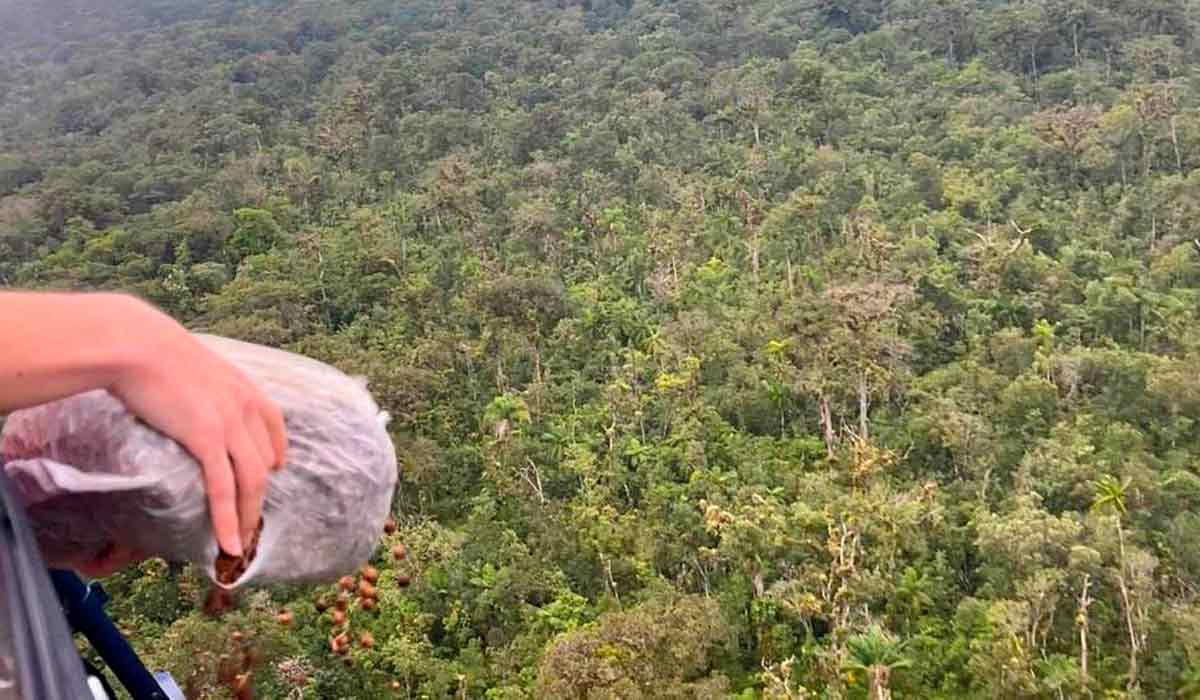 Sementes de juçara sendo lançadas de helicóptero em unidade de conservação no Paraná - Foto: IAT-Litoral