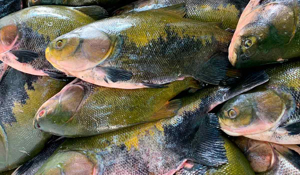 Tambaquis (Colossoma macropomum) estão protegidos pelo defeso desde 01 de outubro