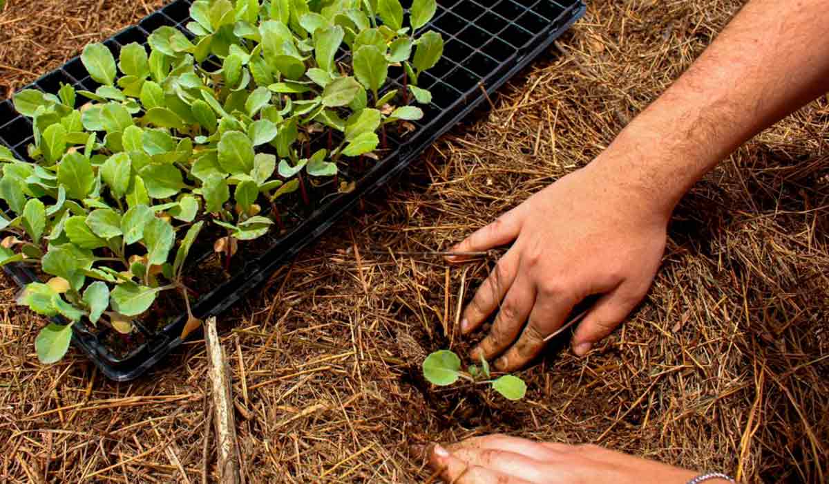 Produção agroecológica