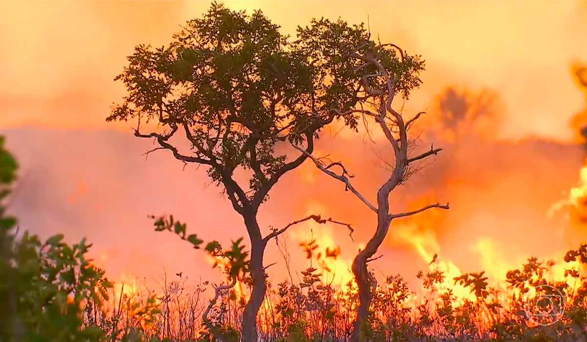 As áreas de cerrado mais afetadas foram em fazendas, com 3,9 milhões de hectares incendiados