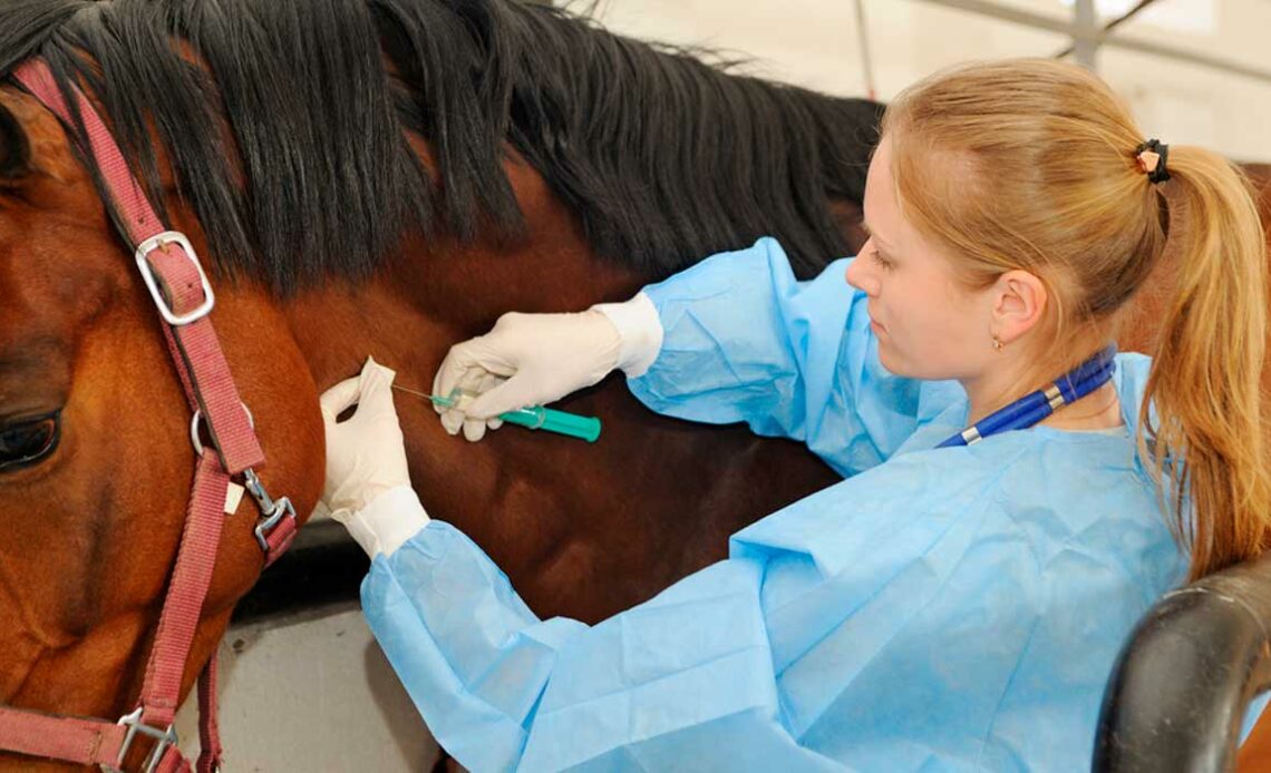 Médica Veterinária medicando um equino