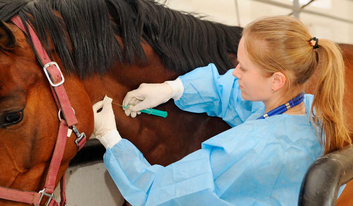 Médica Veterinária medicando um equino