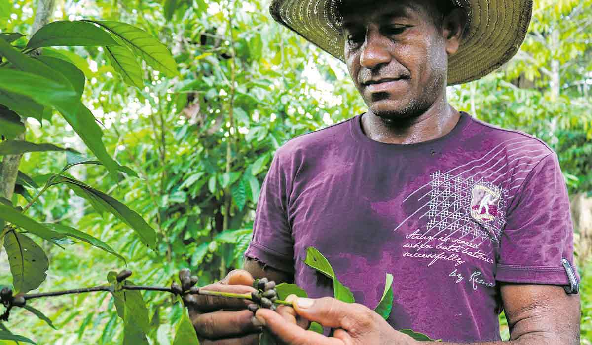 Moisés Dias, um dos produtores do Café Apuí, plantado em sistema orgânico e agroflorestal - Foto: Fundo Vale