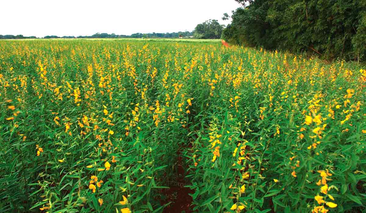 Área plantada com adubação verde de crotalária