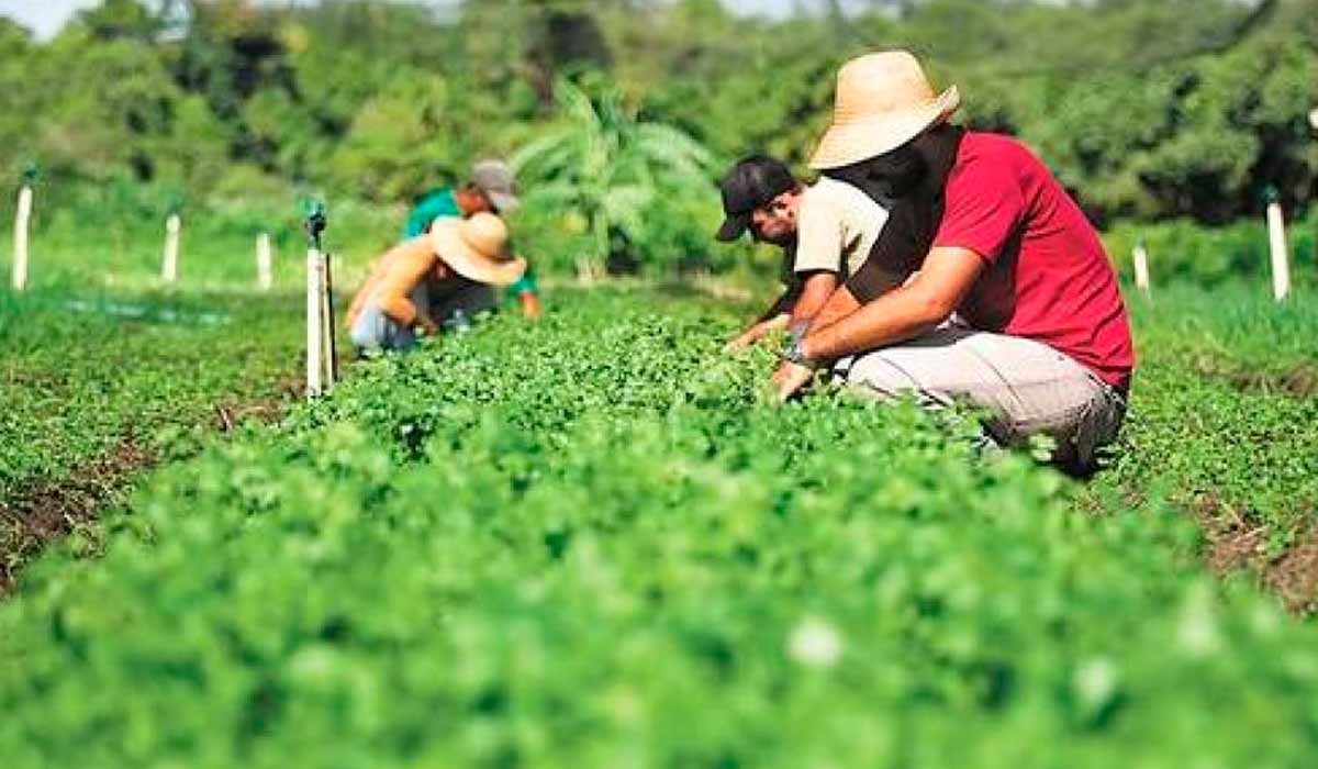 Agricultores familiares na linda no campo