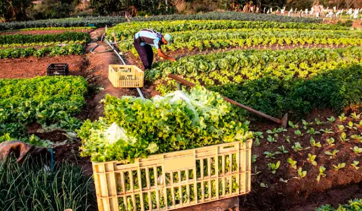 Agricultura familiar representa 77% dos produtores mas apenas 23% da renda agrícola