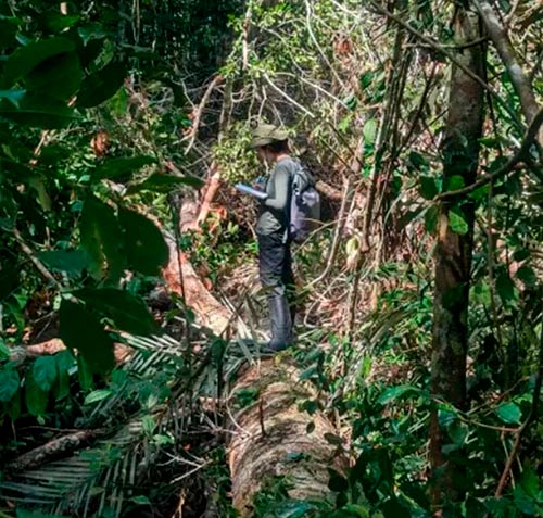 A pesquisadora Gisele Biem sobre o tronco de uma árvore gigante na Reserva Florestal Adolfo Ducke, na Floresta Amazônica - Foto: Dado Galdieri/Hilaea Media