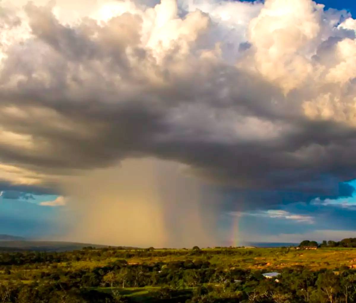 Microbursts acontecem na Amazônia e derrubam árvores gigantes