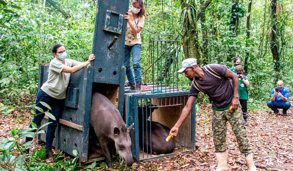 As antas durante a reintrodução na Reserva Ecológica de Guapiaçu