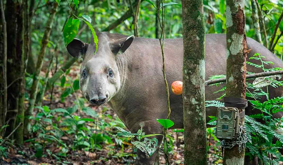 Uma das antas reintroduzidas na Reserva Ecológica de Guapiaçu com detalhe de uma das câmaras de monitoramento- Foto: Vitor Marigo