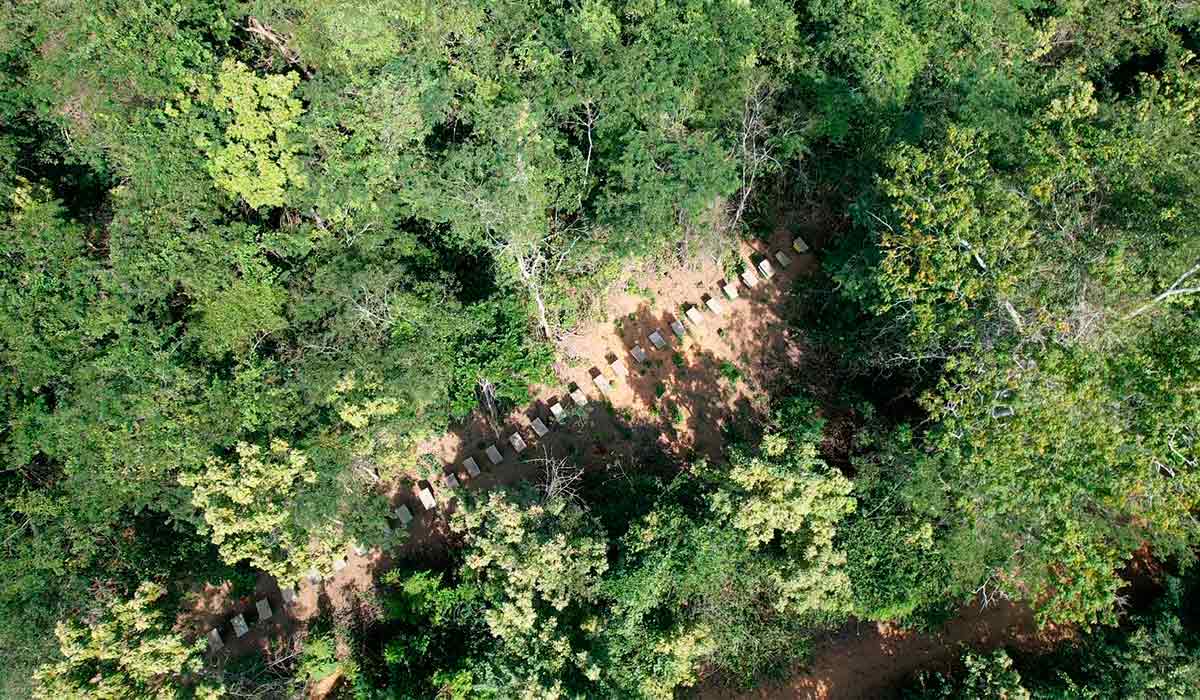 Vista aérea do apiário da Cooabriel - Foto: Cooabriel