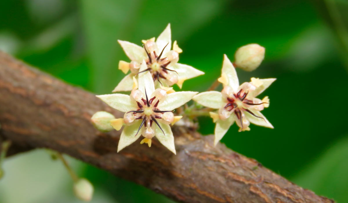 Flor de cacau