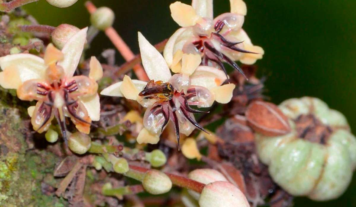 Abelha jataí (Tetragonisca angustula) na flor do cacaueiro - Foto: Luciano Costa / Instituto Tecnológico Vale (ITV)