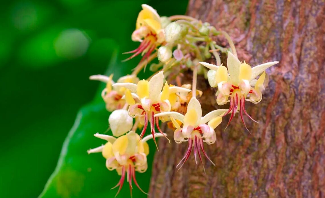 Floração do cacaueiro