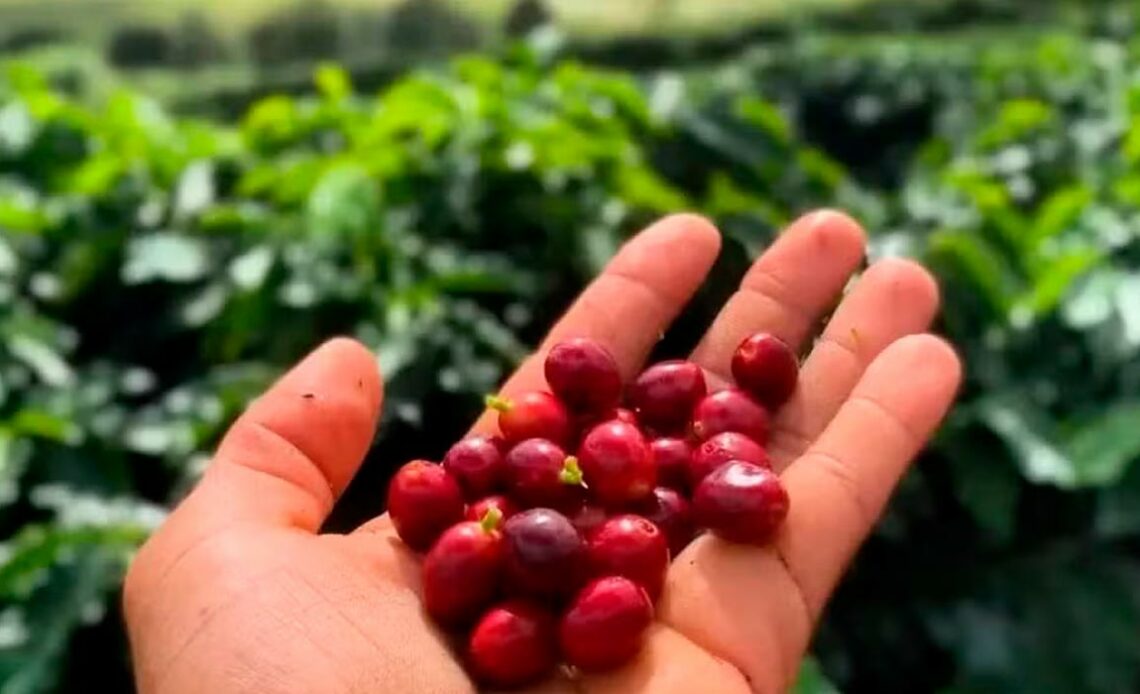 O café da cultivado na Chapada Diamantina recebeu o reconhecimento da Indicação Geográfica (IG), conferido pelo Instituto Nacional de Propriedade Industrial (INPI) - Foto: Cesar Alcântara