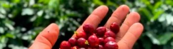 O café da cultivado na Chapada Diamantina recebeu o reconhecimento da Indicação Geográfica (IG), conferido pelo Instituto Nacional de Propriedade Industrial (INPI) - Foto: Cesar Alcântara