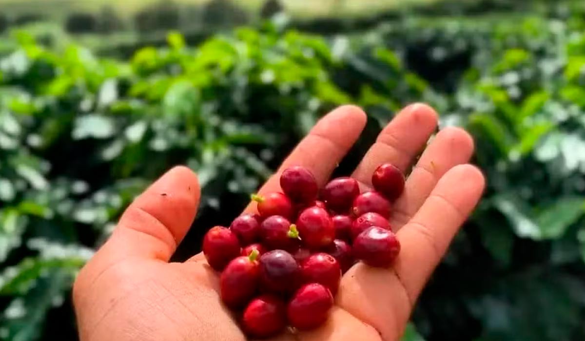 O café da cultivado na Chapada Diamantina recebeu o reconhecimento da Indicação Geográfica (IG), conferido pelo Instituto Nacional de Propriedade Industrial (INPI) - Foto: Cesar Alcântara