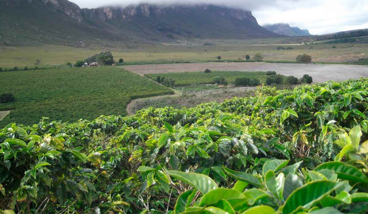 Cafezal na Chapada Diamantina