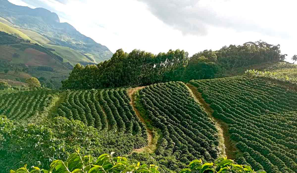 O cafezal do Sítio Pico do Boné