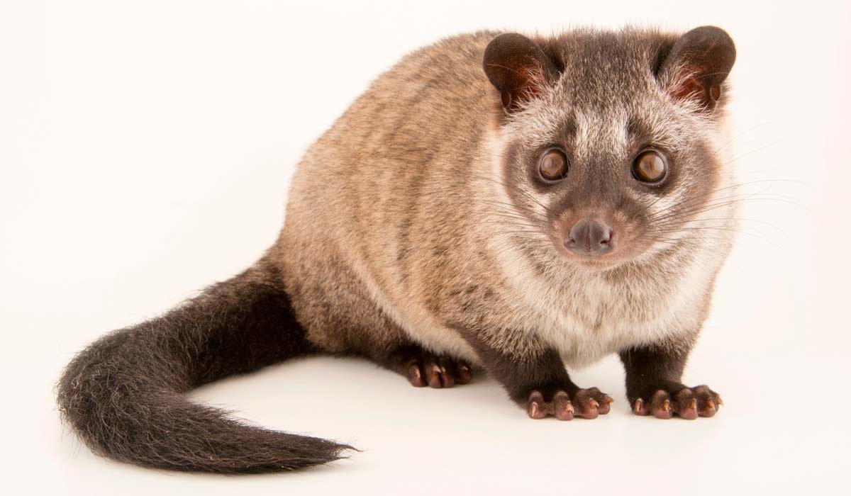 Civeta asiático (Paradoxurus hermaphroditus) - Foto: Joel Sartore