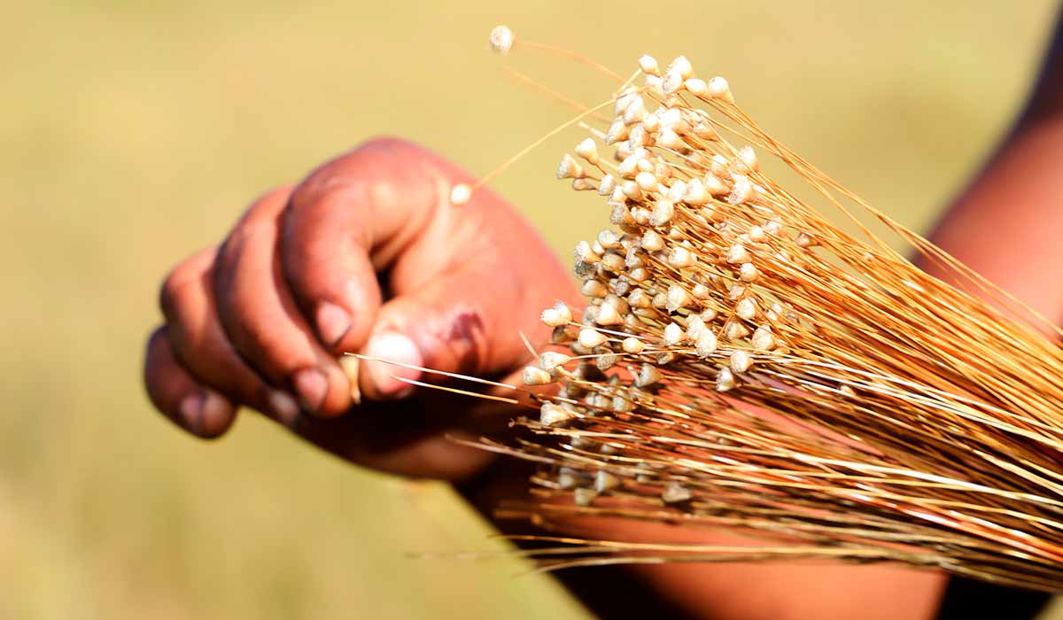 O capim dourado nas mãos da artesã