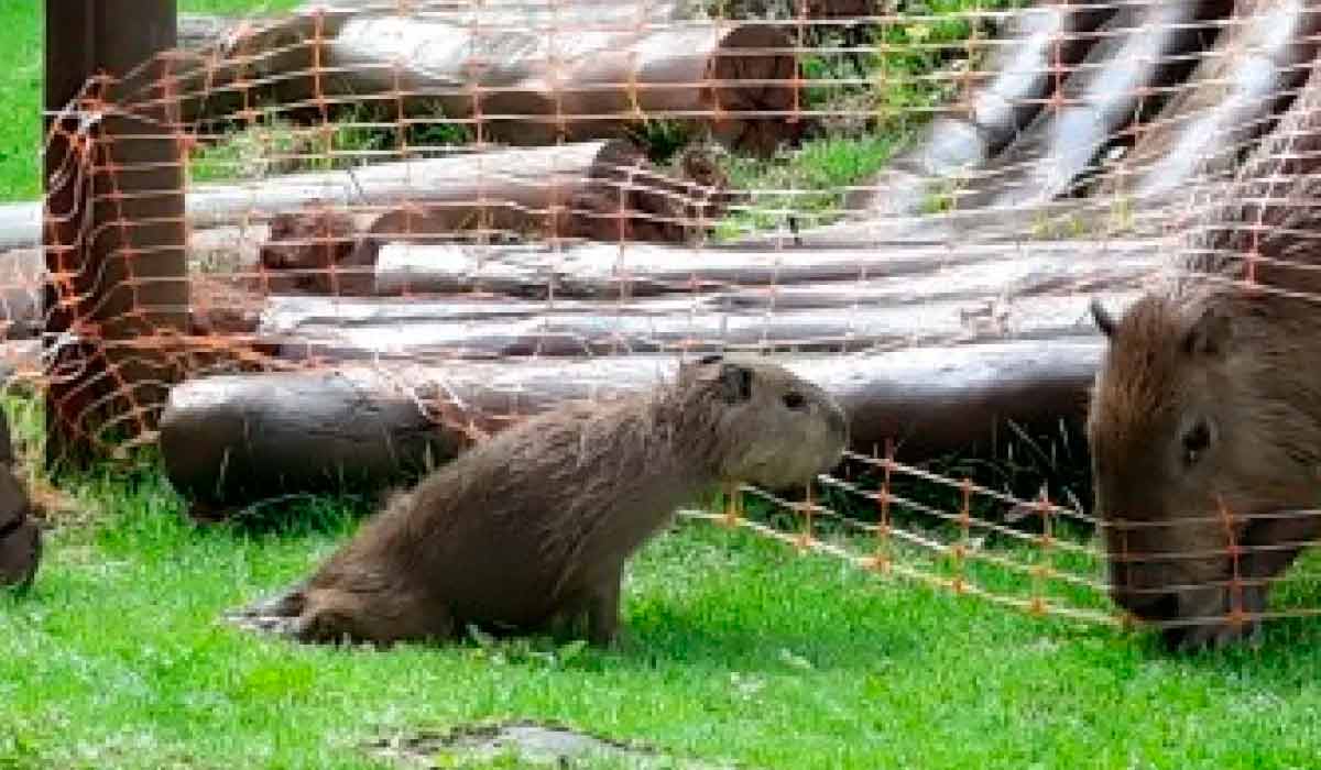 Filhote de capivara apresenta paralisia das patas traseiras poucos dias antes de morrer por encefalite causada pelo vírus da raiva, na Ilha Anchieta, litoral de São Paulo - Foto: Fundação Florestal