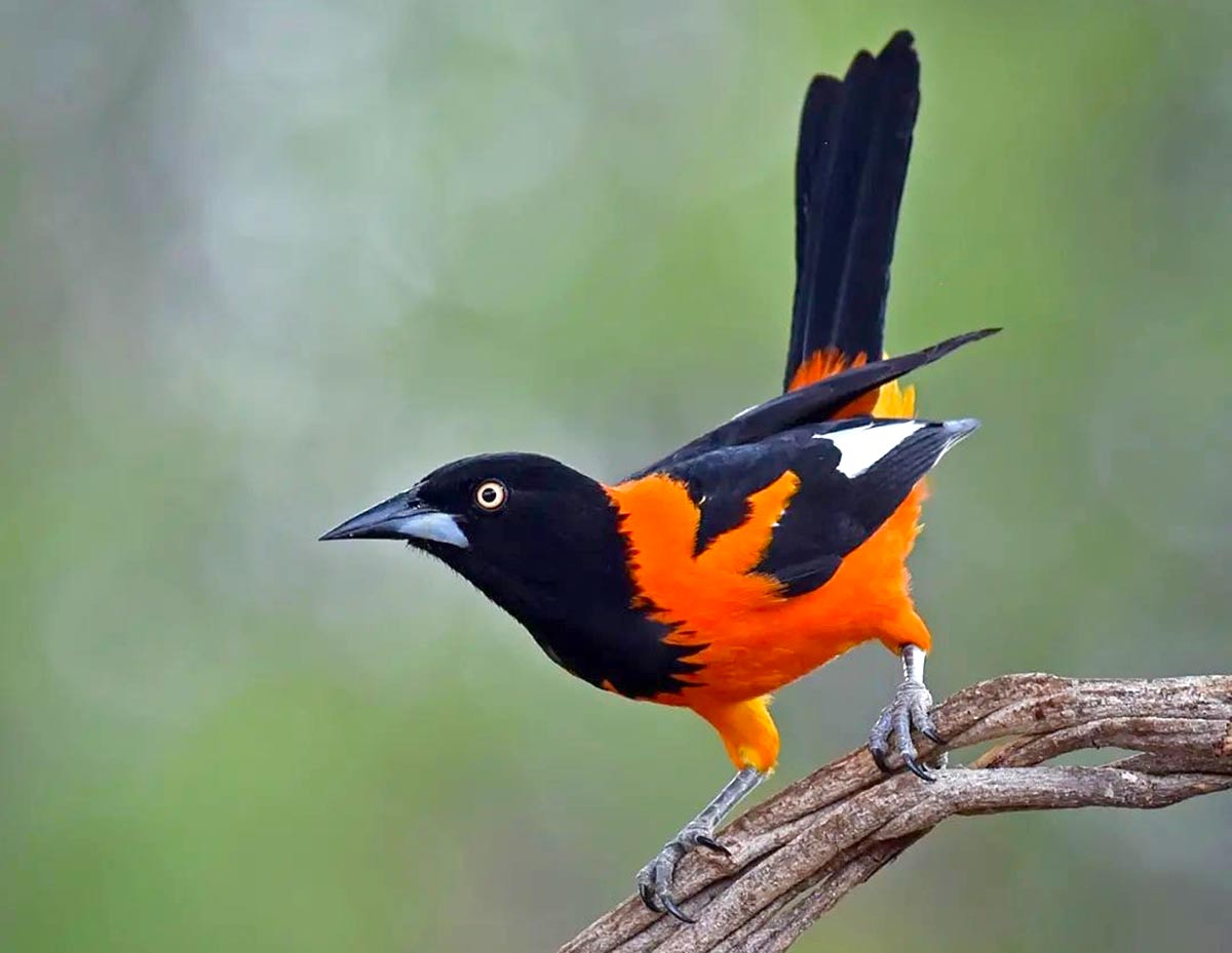 Corrupião (Icterus jamacaii)