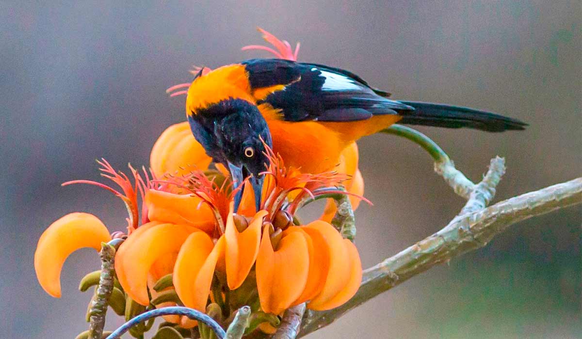 O pássaro em uma flor de mulungu (Erythrina velutina)