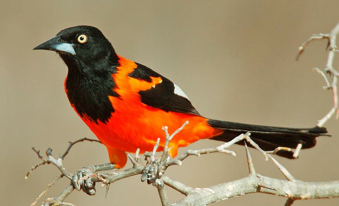 Corrupião (Icterus jamacaii)