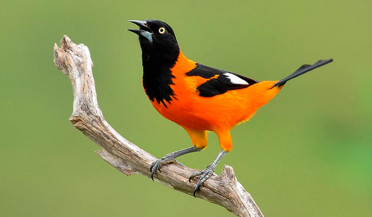 Corrupião (Icterus jamacaii) - Foto: Luiz Fernando Carvalho