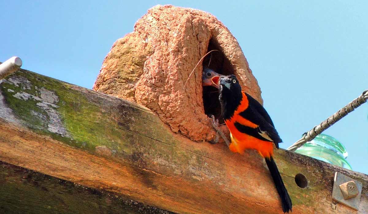 Corrupião com cria ocupando um ninho de joão-de-barro num poste de energia - Foto: Dêner V. Souza