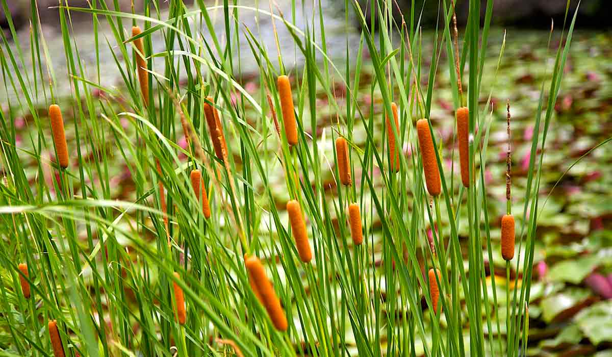 A taboa (Typha domingensis), planta considerada praga encontrada em alagados