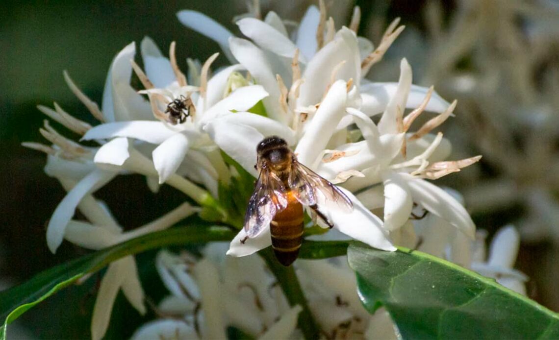 Abelha africanizada na flor do cafeeiro