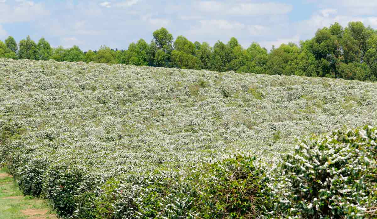 Cafezal em flor