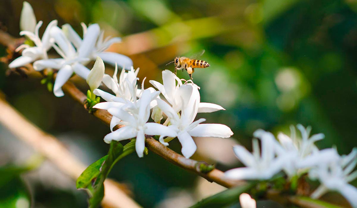 Abelha na flor do café