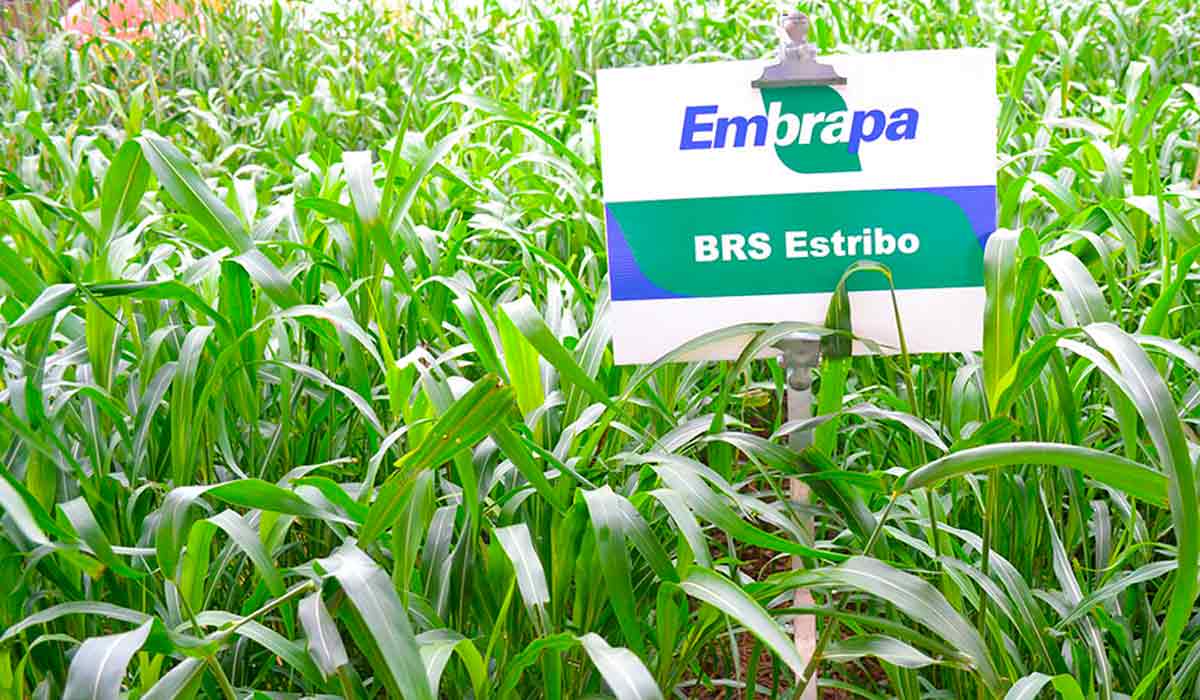 EstriboSim calcula cenários de lucro operacional efetivo potencial por hectare com a cultivar - Foto: Manuela Bergamim/Embrapa