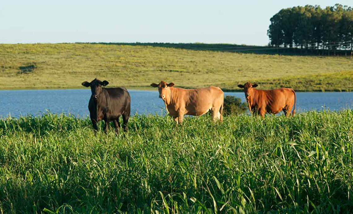 BRS Estribo é uma gramínea de verão com amplo uso na região Sul - Foto: Manuela Bergamim