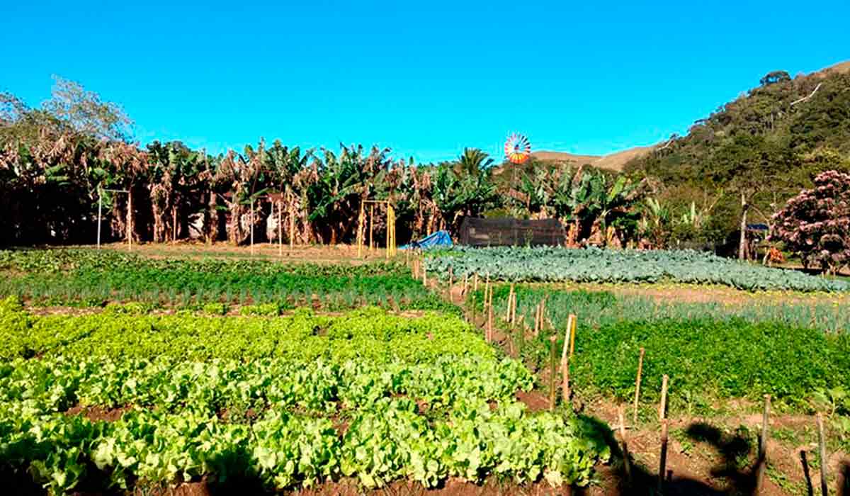 Produção orgânica de hortícolas