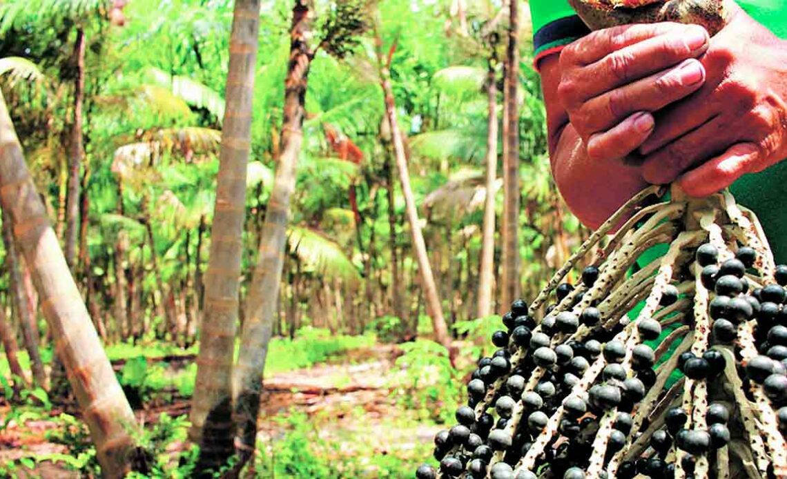 Açaí garante o sustento de muitas famílias na ilha do Marajó - Foto: Ronaldo Rosa/Embrapa