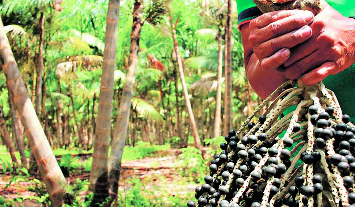 Açaí garante o sustento de muitas famílias na ilha do Marajó - Foto: Ronaldo Rosa/Embrapa