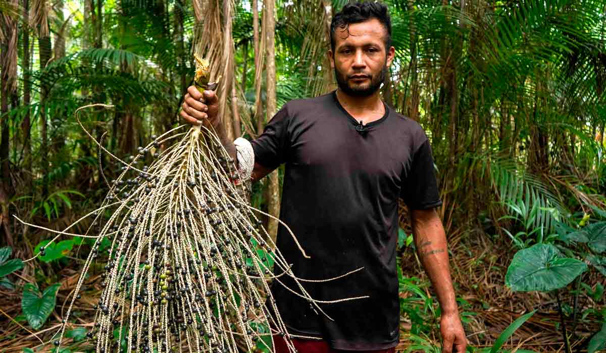 Agroextrativista em Breves, Maciel Toledo segura cacho de açaí - Foto: Daniel Antônio/Agência FAPESP