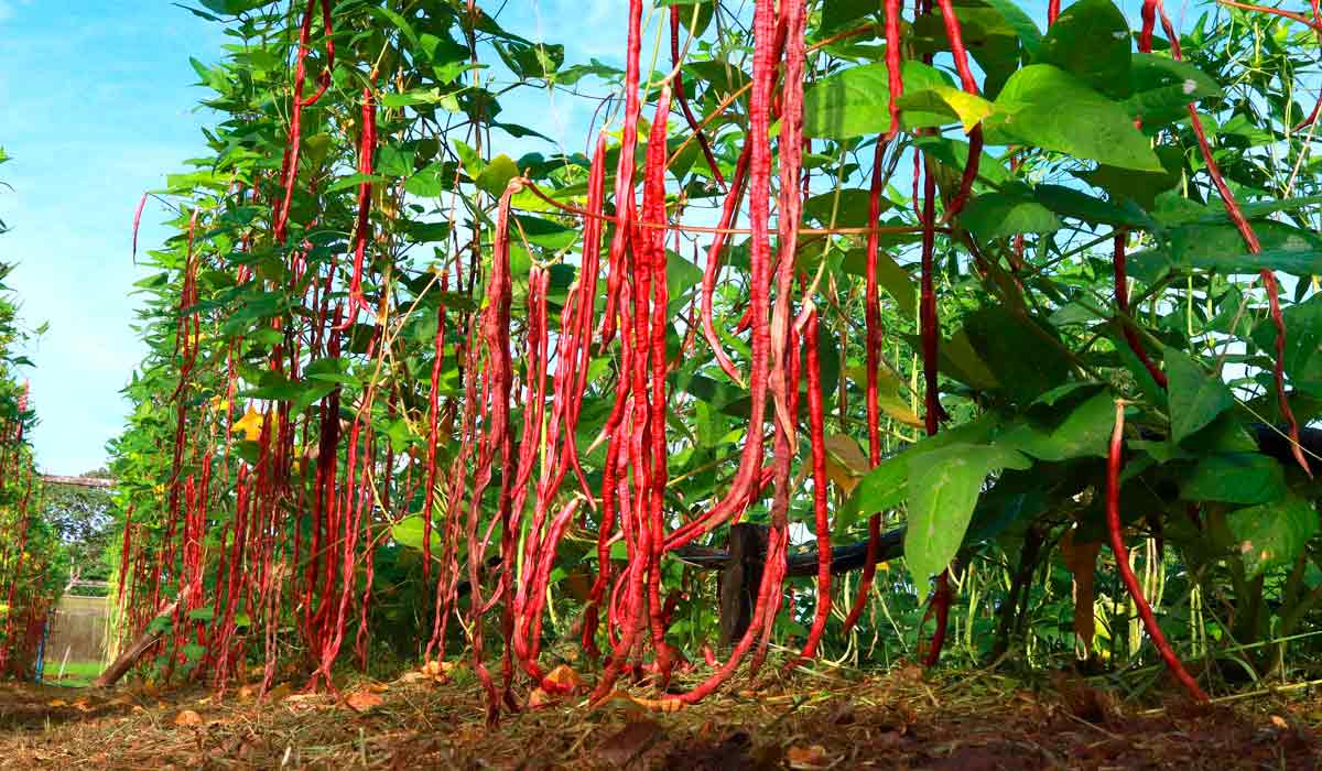 A BRS Lauré tem vagem de coloração roxo-avermelhada. É a primeira cultivar com essas características desenvolvida pela pesquisa para o mercado do norte do Brasil - Foto: Ronaldo Rosa