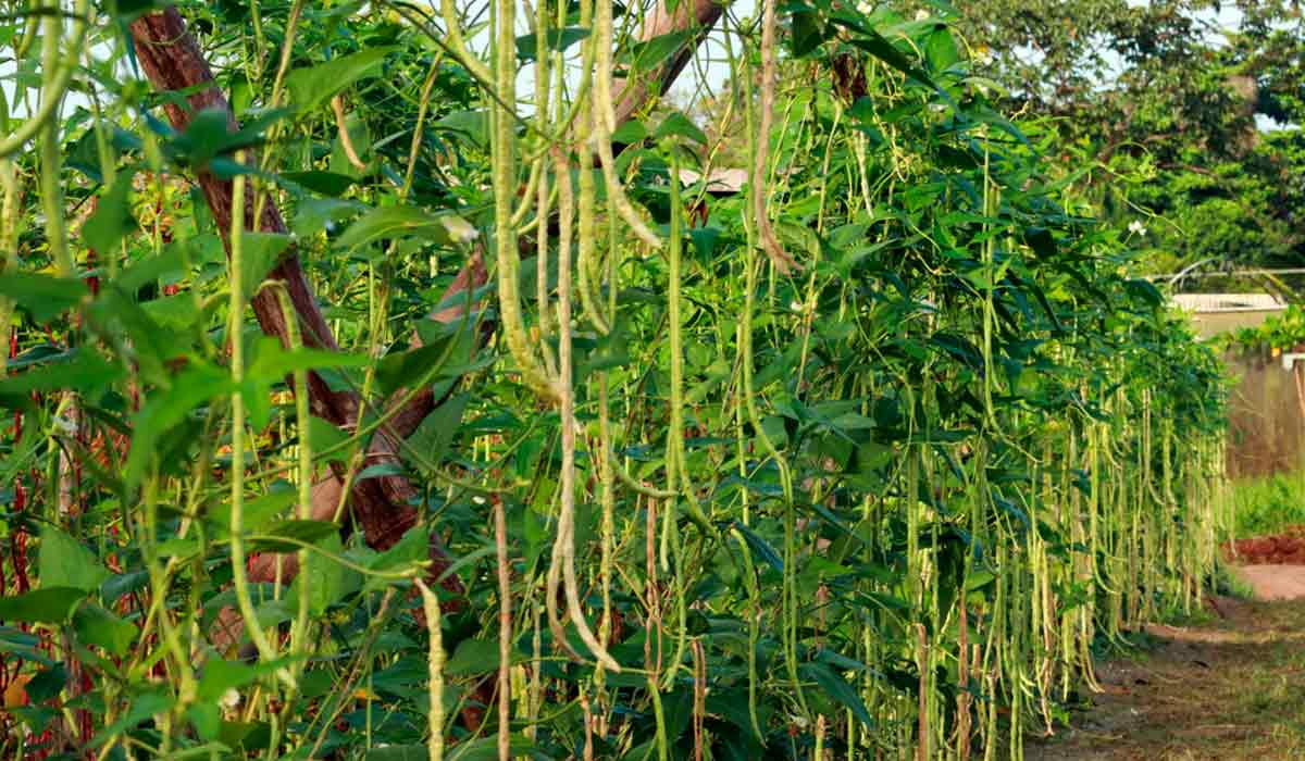 Cultivar de feijão-caupi do tipo feijão-de-metro BRS Raíra, que possui vagens na cor verde-oliva, mais claras que as vagens tradicionais - Foto: Ronaldo Rosa